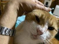 TomatoHeadScratch1.jpg TomatoHeadScratch1.jpg