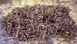 IMG_2261.jpeg IMG_2261.jpeg