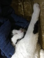 DaisyBBClose1.jpg DaisyBBClose1.jpg