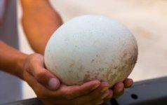 what-does-an-ostrich-egg-taste-like-1.jpg