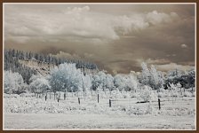 DSC_1071 (Copy)OPT.JPG