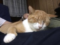 Tomato_Smile_BMS3.jpg Tomato_Smile_BMS3.jpg