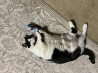 DaisyCNSock8.jpg DaisyCNSock8.jpg