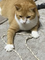 Tomato_Rope2.jpg Tomato_Rope2.jpg