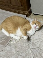 Tomato_Rope3.jpg Tomato_Rope3.jpg