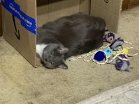 Suzy_Box2.jpg Suzy_Box2.jpg