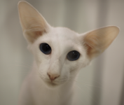 Screenshot 2025-09-15 at 5.22.21 PM.png