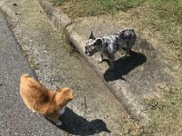 Tomato&Potion1.jpg Tomato&Potion1.jpg