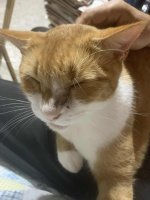 TomatoJLapClose1.jpg TomatoJLapClose1.jpg