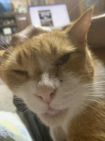 TomatoJLapClose3.jpg TomatoJLapClose3.jpg