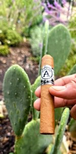 Aladino Connecticut.jpg