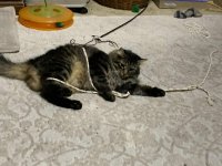 HarryRope1.jpg HarryRope1.jpg