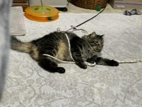 HarryRope2.jpg HarryRope2.jpg