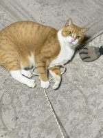 Tomato_Rope9.jpg Tomato_Rope9.jpg