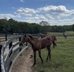 IMG_5309.jpeg IMG_5309.jpeg