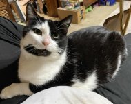 DaisyLapClose6.jpg DaisyLapClose6.jpg