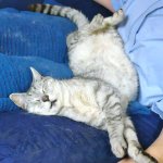 Buster-Sleep.jpg Buster-Sleep.jpg