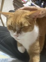 TomatoJLap2.jpg TomatoJLap2.jpg