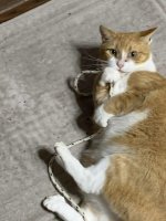 Tomato_Rope10.jpg Tomato_Rope10.jpg