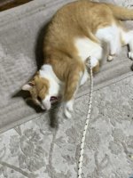 Tomato_Rope11.jpg Tomato_Rope11.jpg