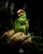 DSC09993-Enhanced-NR.jpg DSC09993-Enhanced-NR.jpg