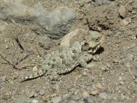 horny lizard.jpg