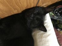 Norton_Pillow3Close.jpg Norton_Pillow3Close.jpg