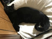 Norton_Pillow4.jpg Norton_Pillow4.jpg