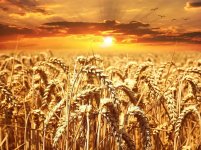 wheat-field-640960_1280.jpg