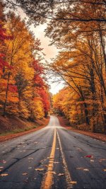autumn_seasonal_colors_road_travel-wallpaper-1080x1920.jpg