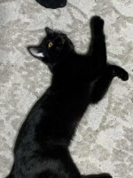 Norton_Rope2.jpg Norton_Rope2.jpg