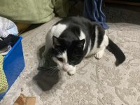 DaisySocks9Up.jpg DaisySocks9Up.jpg