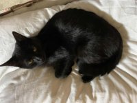 Norton_Pillow10.jpg Norton_Pillow10.jpg