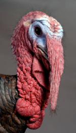 Screenshot 2025-11-27 at 10.18.00 AM.png