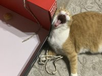 Tomato_PumaBox13Yawn.jpg