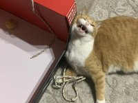 Tomato_PumaBox14Yawn.jpg