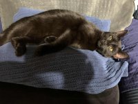 Norton_BB1.jpg Norton_BB1.jpg