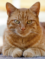 Screenshot 2025-12-02 at 6.08.34 PM.png