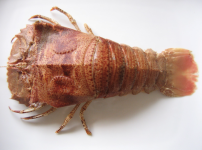 Screenshot 2025-12-03 at 5.28.03 PM.png Screenshot 2025-12-03 at 5.28.03 PM.png