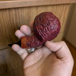 PXL_20251209_093035943~2.jpg PXL_20251209_093035943~2.jpg