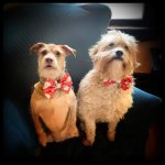 Daisy Milo Xmas Bow Ties 2024.jpeg