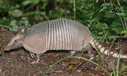 1024px-Nine-banded_Armadillo.jpg