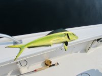 MAHI316.jpg