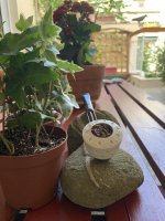 Capstan Gold Navy Cut in Flacon with meerschaum bowl.JPG