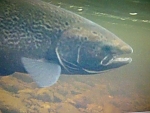 salmonfisher