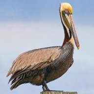 coastalpelican