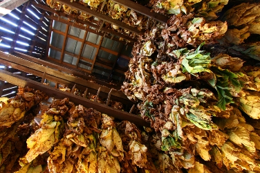 Tobacco Curing in Barn