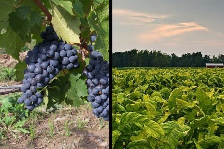 Vineyard Grapes and Tobacco Field