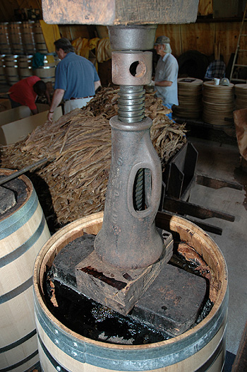 Perique Being Pressed in an Oak Whiskey Barrell