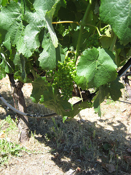 Napa Valley Wine Grapes on the Vine